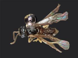   Fenella  sp. female dorsal habitus; photo by J. Orr, WSDA 
