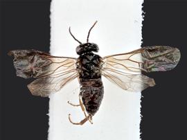   Fenusanbsp; sp. female dorsal habitus; photo by J. Orr, WSDA 
