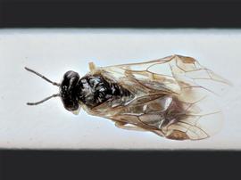   Fenusella nana nbsp;female dorsal habitus; photo by J. Orr, WSDA 
