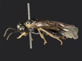   Fenusella nananbsp; female lateral habitus; photo by J. Orr, WSDA 
