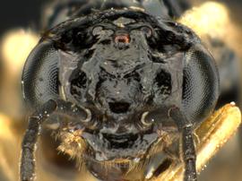   Fenusella nana nbsp;female face; photo by Q. Baine, WSDA 
