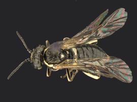   Filacus  sp. female dorsal habitus; photo by Q. Baine, WSDA 
