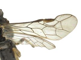   Filacus albipes  wings; photo by J. Orr, WSDA 
