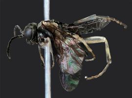   Filacus albipesnbsp; male lateral habitus; photo by J. Orr, WSDA 
