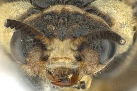   Gilpinia hycerniae  female face; photo by J. Orr, WSDA 
