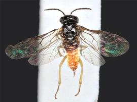   Halidamia affinis nbsp;female dorsal habitus; photo by J. Orr, WSDA 
