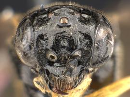   Halidamia affinis nbsp;female face; photo by Q. Baine, WSDA 
