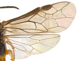   Halidamia affinisnbsp; wings; photo by P. Jones, WSDA 
