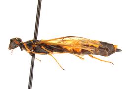   Phylloecus fasciatus  nbsp; female lateral habitus; photo by J. Orr, WSDA 
