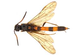   Phylloecus fasciatusnbsp; female dorsal habitus; photo by J. Orr, WSDA 
