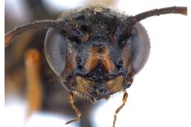   Phylloecus fasciatus  female face; photo by J. Orr, WSDA 
