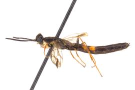   Phylloecus fasciatus  nbsp; male lateral habitus; photo by J. Orr, WSDA 
