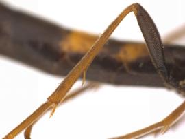   Phylloecus fasciatus  nbsp; hind tibia; photo by J. Orr, WSDA 
