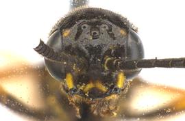   Phylloecus fasciatusnbsp; male face; photo by J. Orr, WSDA 
