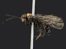   Haymatus blassus nbsp;female lateral habitus; photo by J. Orr, WSDA 
