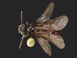   Haymatus blassus nbsp;male dorsal habitus; photo by J. Orr, WSDA 
