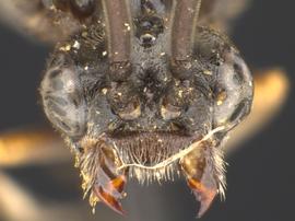   Haymatus blassusnbsp; male face; photo by Q. Baine, WSDA 
