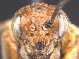   Hemichroa crocea nbsp;female face; photo by Q. Baine, WSDA 
