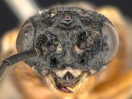   Dineura militaris nbsp;female face; photo by Q. Baine, WSDA 
