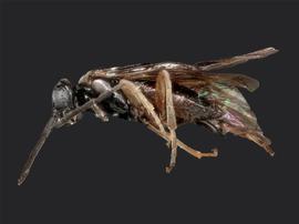   Dineura militarisnbsp; male lateral habitus; photo by J. Orr, WSDA 
