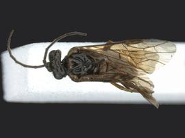   Dineura militaris nbsp;male dorsal habitus; photo by J. Orr, WSDA 
