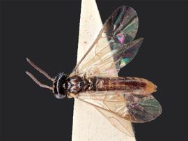   Heptamelus marginatus nbsp;male dorsal habitus; photo by J. Orr, WSDA 
