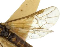   Heptamelus marginatus  wings; photo by J. Orr, WSDA 
