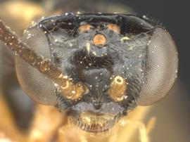   Heptamelus marginatus nbsp;male face; photo by Q. Baine, WSDA 
