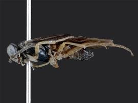   Heterarthrus vagans nbsp;male lateral habitus; photo by J. Orr, WSDA 
