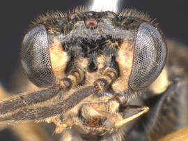   Heterarthrus vagans nbsp;male face; photo by Q. Baine, WSDA 
