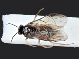   Heterarthrus vagans nbsp;female dorsal habitus; photo by J. Orr, WSDA 
