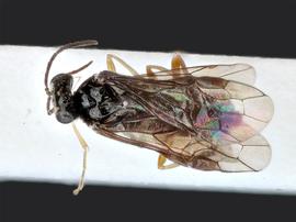   Heterarthrus vagans nbsp;male dorsal habitus; photo by J. Orr, WSDA 
