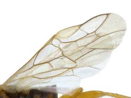   Hoplocampa alpestrisnbsp; fore wing; photo by J. Orr, WSDA 
