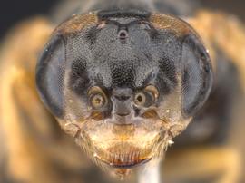   Hoplocampa bioculatanbsp; female face; photo by Q. Baine, WSDA 
