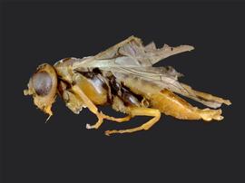   Hoplocampa pallipesnbsp; male lateral habitus; photo by J. Orr, WSDA 
