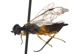   Janus abbreviatus  female lateral habitus; photo by J. Orr, WSDA 
