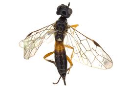   Janus abbreviatus  female dorsal habitus; photo by J. Orr, WSDA 
