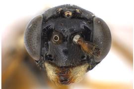   Janus abbreviatus  female face; photo by J. Orr WSDA 
