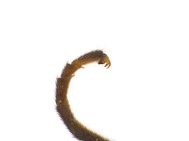   Janus abbreviatus  tarsal claw; photo by J. Orr, WSDA 
