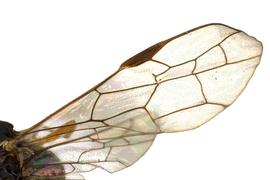   Janus abbreviatus  fore wing; photo by J. Orr, WSDA 
