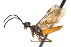   Janus rufiventris  male lateral habitus; photo by J. Orr, WSDA 
