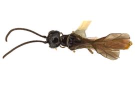   Janus rufiventris  male dorsal habitus; photo by J. Orr, WSDA 
