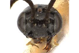   Janus rufiventris  male face; photo by J. Orr, WSDA 
