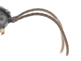   Janus rufiventris  antenna; photo by J. Orr, WSDA 
