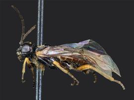   Kerita atiranbsp; female lateral habitus; photo by J. Orr, WSDA 
