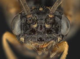   Kerita atiranbsp; female facenbsp;photo by Q. Baine, WSDA 
