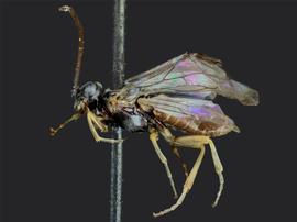   Kerita atiranbsp; male lateral habitus; photo by J. Orr, WSDA 
