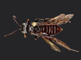   Lagium atroviolaceum nbsp;female dorsal habitus; photo by J. Orr, WSDA 
