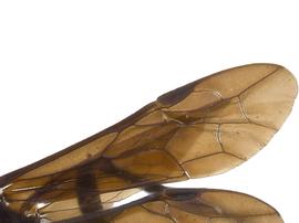   Lagium atroviolaceumnbsp; fore wing; photo by J. Orr, WSDA 
