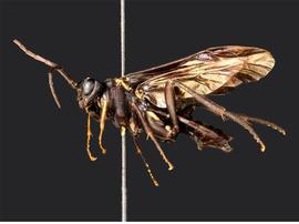  nbsp; 

  Lagium atroviolaceum  female lateral habitus; photo by J. Orr, WSDA 
